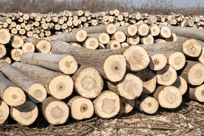 cut-poplar-logs-37975627